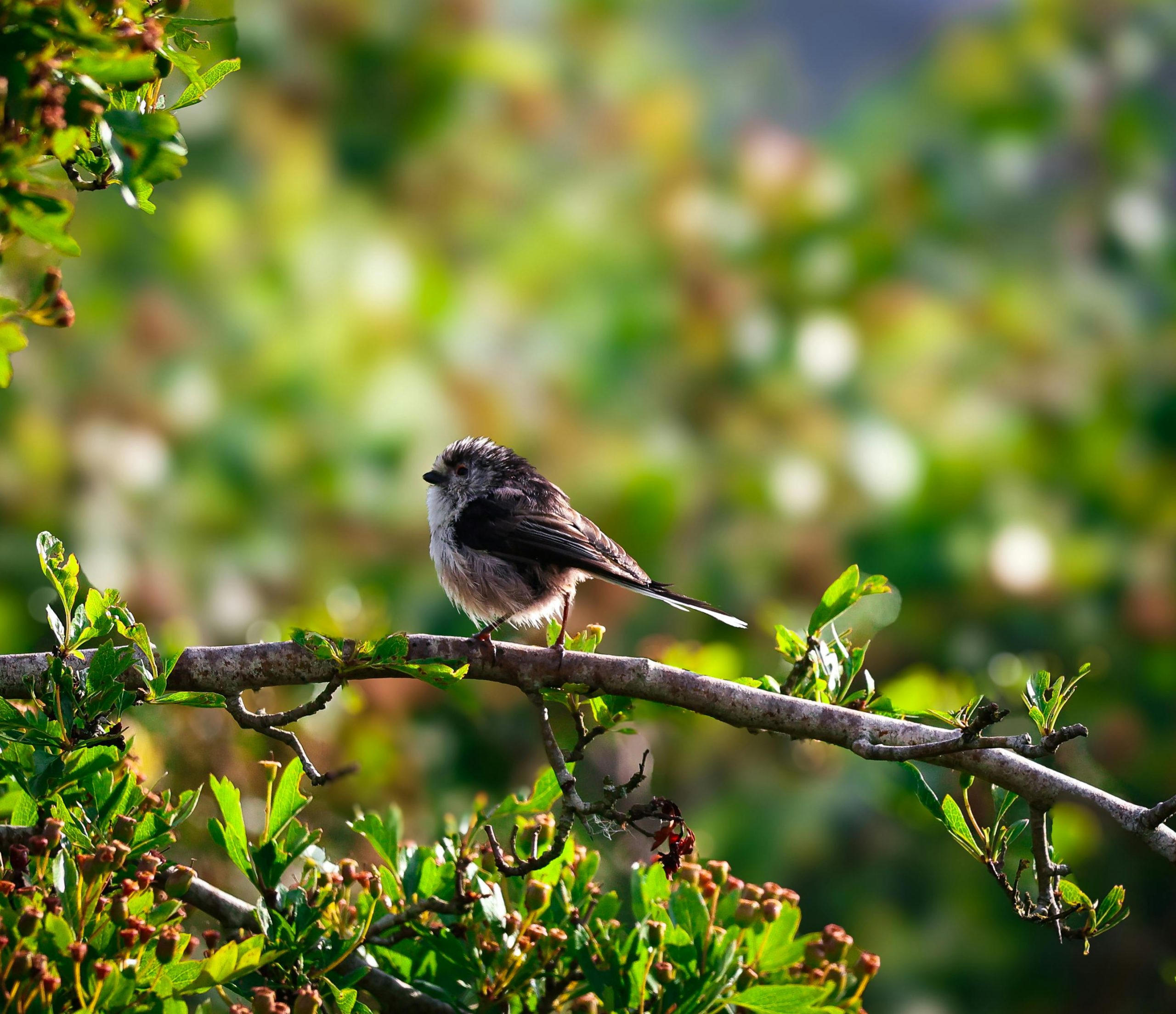 Long Tailed Tit on Branch in Bromsgrove
