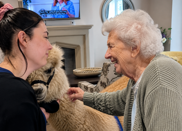 Resident smiling while meeting and petting an alpaca during an animal visit at Meadows Park Care Home in Louth.
